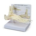 Gpi Anatomical Anatomical Model - Foot - Ankle 1980